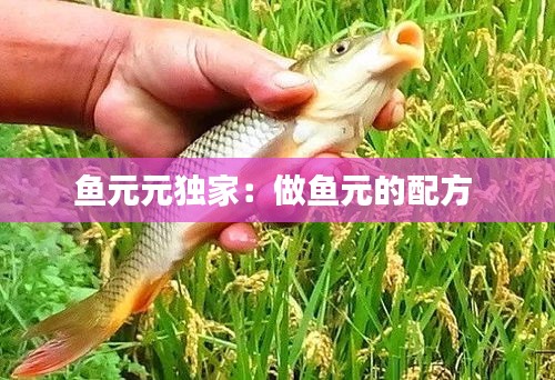 鱼元元独家：做鱼元的配方 