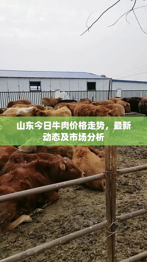 山东今日牛肉价格走势，最新动态及市场分析
