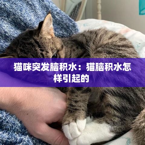 猫咪突发脑积水：猫脑积水怎样引起的 
