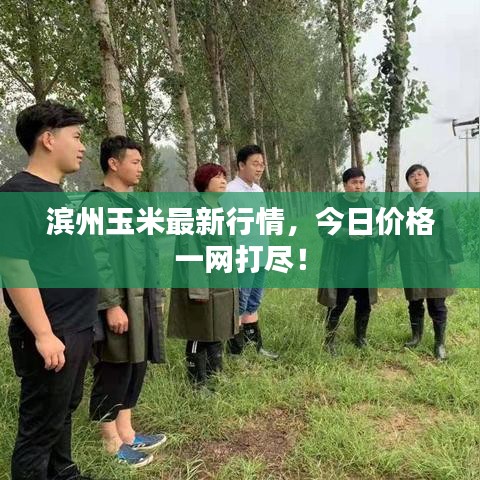 滨州玉米最新行情，今日价格一网打尽！