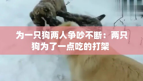 为一只狗两人争吵不断：两只狗为了一点吃的打架 
