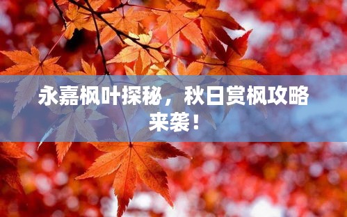 永嘉枫叶探秘，秋日赏枫攻略来袭！
