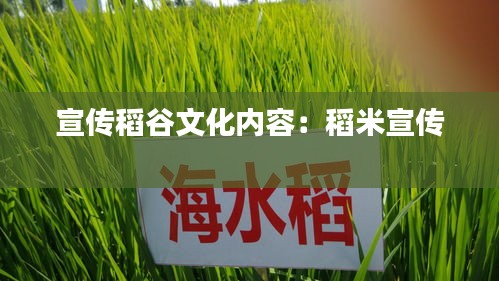 宣传稻谷文化内容：稻米宣传 