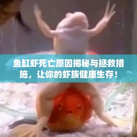 鱼缸虾死亡原因揭秘与拯救措施，让你的虾族健康生存！
