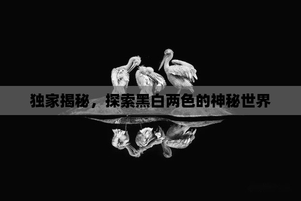 独家揭秘，探索黑白两色的神秘世界
