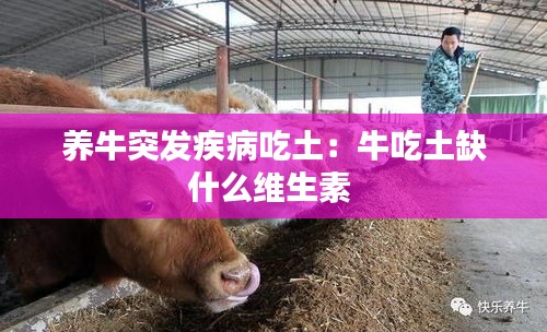 养牛突发疾病吃土：牛吃土缺什么维生素 