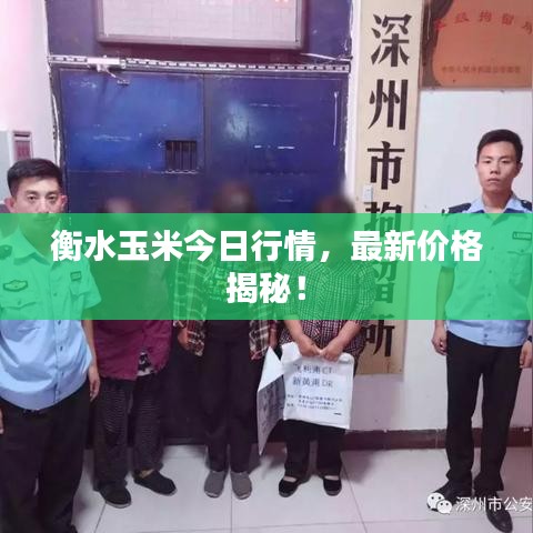 衡水玉米今日行情，最新价格揭秘！
