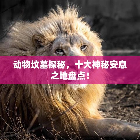 动物坟墓探秘，十大神秘安息之地盘点！