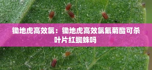 锄地虎高效氯：锄地虎高效氯氟菊酯可杀叶片红蜘蛛吗 