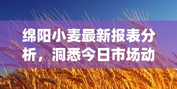 绵阳小麦最新报表分析，洞悉今日市场动态