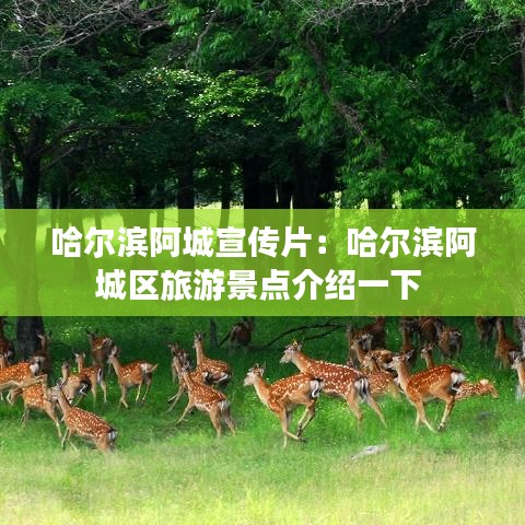 哈尔滨阿城宣传片：哈尔滨阿城区旅游景点介绍一下 