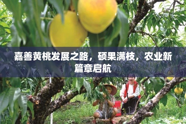 嘉善黄桃发展之路，硕果满枝，农业新篇章启航