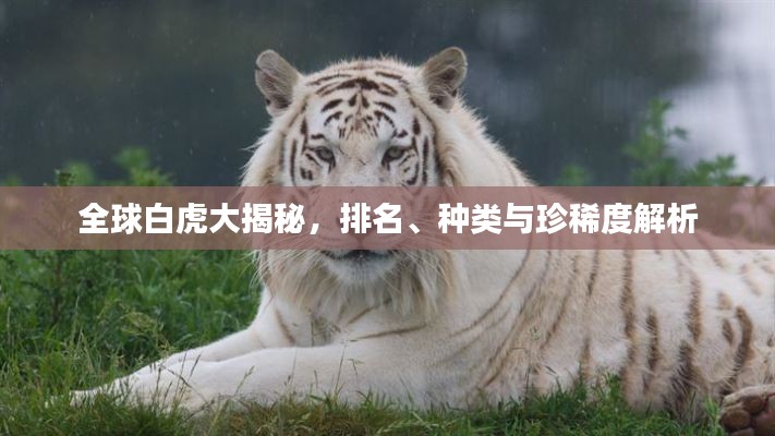 全球白虎大揭秘，排名、种类与珍稀度解析
