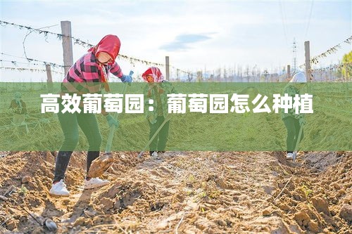 高效葡萄园：葡萄园怎么种植 