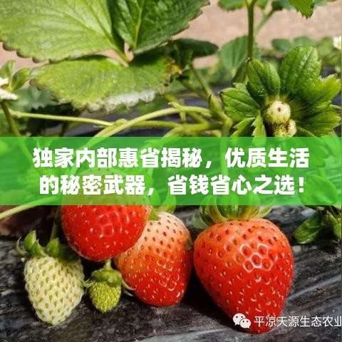 独家内部惠省揭秘，优质生活的秘密武器，省钱省心之选！
