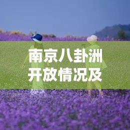 南京八卦洲开放情况及最新动态揭秘