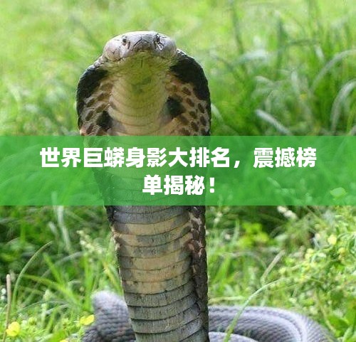 世界巨蟒身影大排名，震撼榜单揭秘！