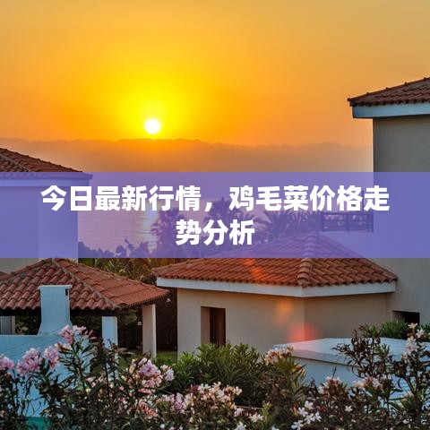 今日最新行情，鸡毛菜价格走势分析