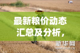 最新粮价动态汇总及分析，今日粮食价格一览
