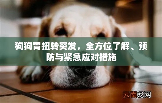 狗狗胃扭转突发，全方位了解、预防与紧急应对措施