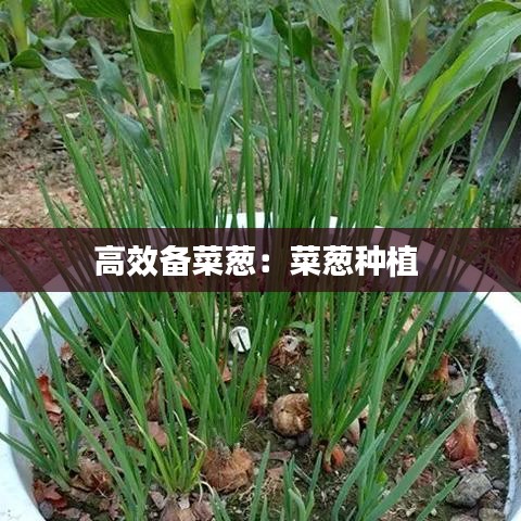 高效备菜葱：菜葱种植 
