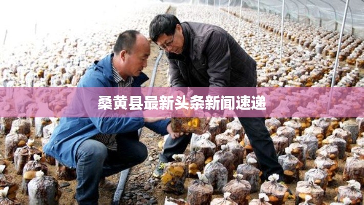 桑黄县最新头条新闻速递