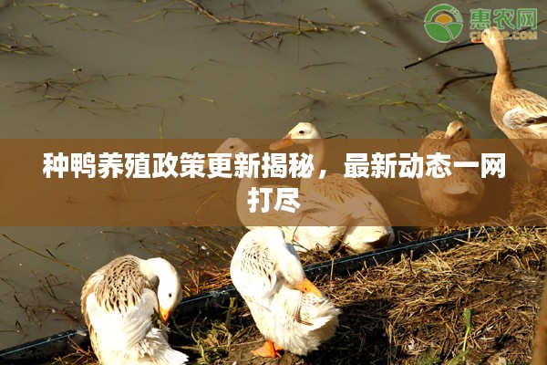 种鸭养殖政策更新揭秘，最新动态一网打尽