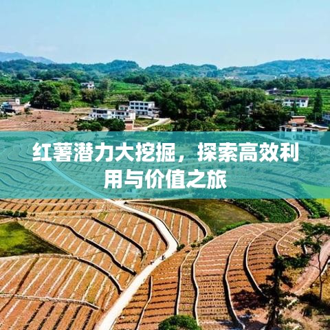 红薯潜力大挖掘，探索高效利用与价值之旅