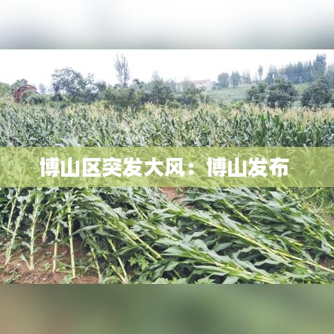 博山区突发大风：博山发布 