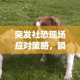 突发社恐现场应对策略，瞬间克服社交恐惧的秘诀