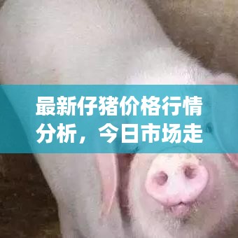 最新仔猪价格行情分析，今日市场走势及影响因素探讨