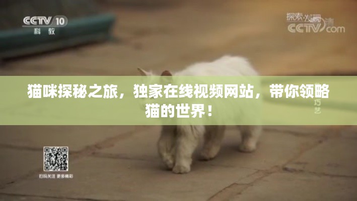 猫咪探秘之旅，独家在线视频网站，带你领略猫的世界！
