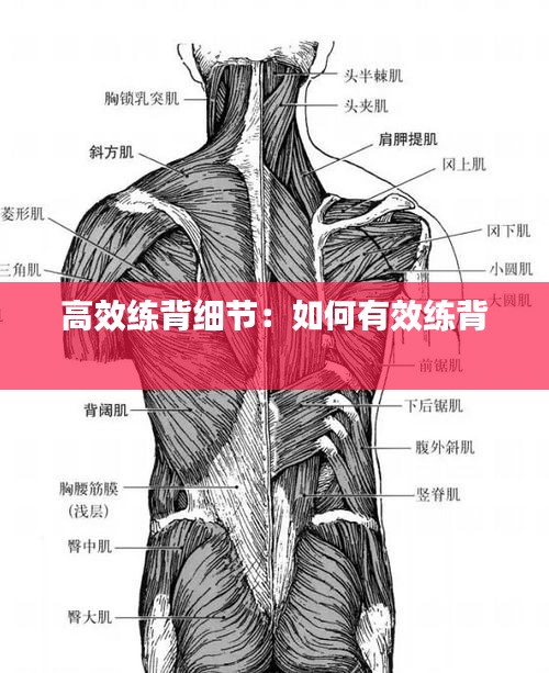 高效练背细节：如何有效练背 