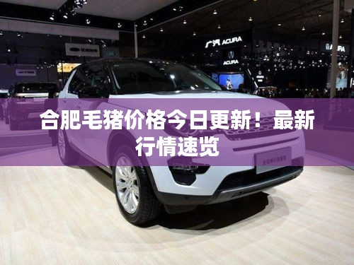 合肥毛猪价格今日更新！最新行情速览