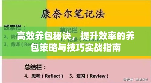 高效养包秘诀，提升效率的养包策略与技巧实战指南