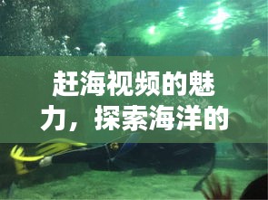 赶海视频的魅力，探索海洋的无限乐趣！