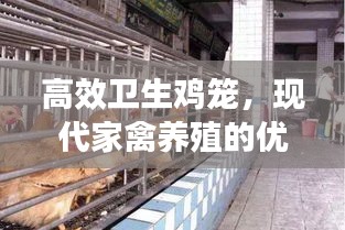 高效卫生鸡笼，现代家禽养殖的优选方案