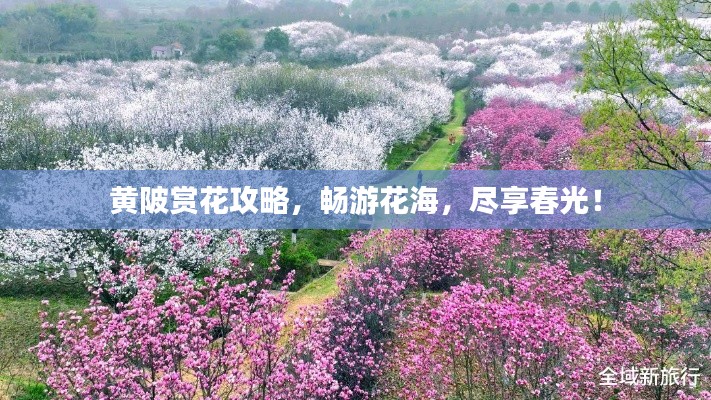 黄陂赏花攻略，畅游花海，尽享春光！