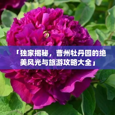 「独家揭秘，曹州牡丹园的绝美风光与旅游攻略大全」