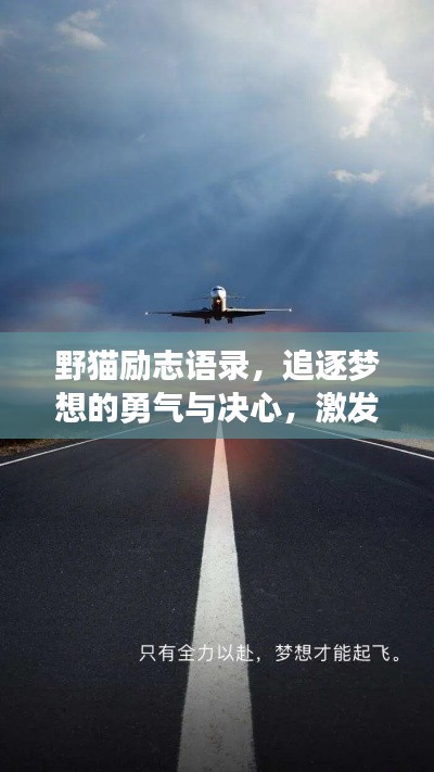 野猫励志语录，追逐梦想的勇气与决心，激发无限潜能！