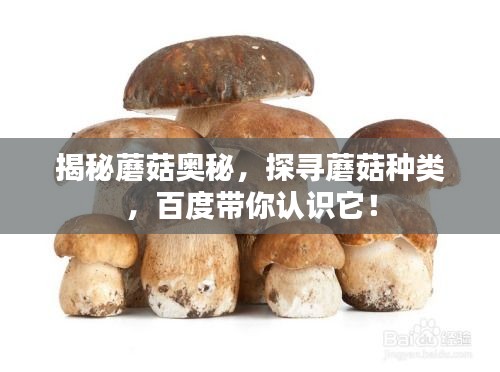揭秘蘑菇奥秘，探寻蘑菇种类，百度带你认识它！