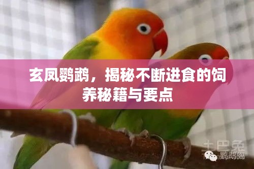 玄凤鹦鹉，揭秘不断进食的饲养秘籍与要点