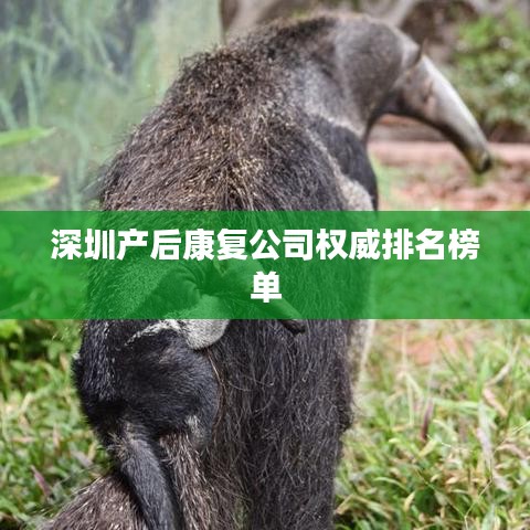 深圳产后康复公司权威排名榜单