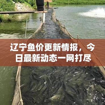 辽宁鱼价更新情报，今日最新动态一网打尽！