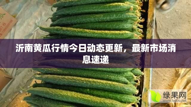 沂南黄瓜行情今日动态更新，最新市场消息速递