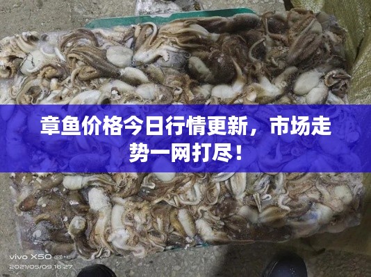 章鱼价格今日行情更新，市场走势一网打尽！