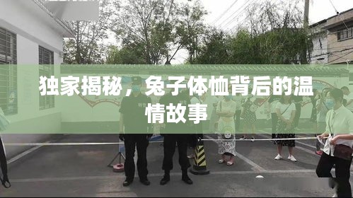 独家揭秘，兔子体恤背后的温情故事