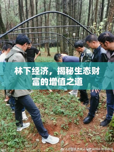林下经济，揭秘生态财富的增值之道