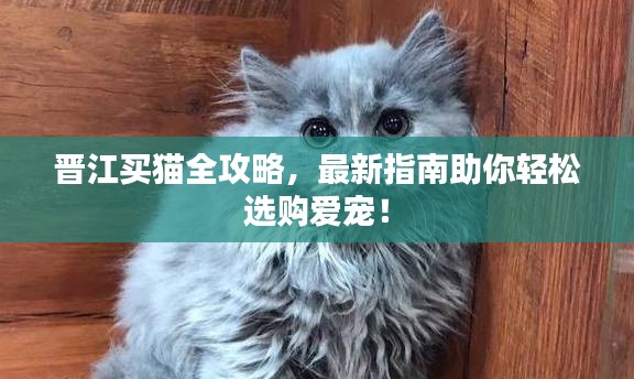 晋江买猫全攻略，最新指南助你轻松选购爱宠！