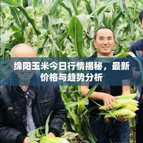 绵阳玉米今日行情揭秘，最新价格与趋势分析